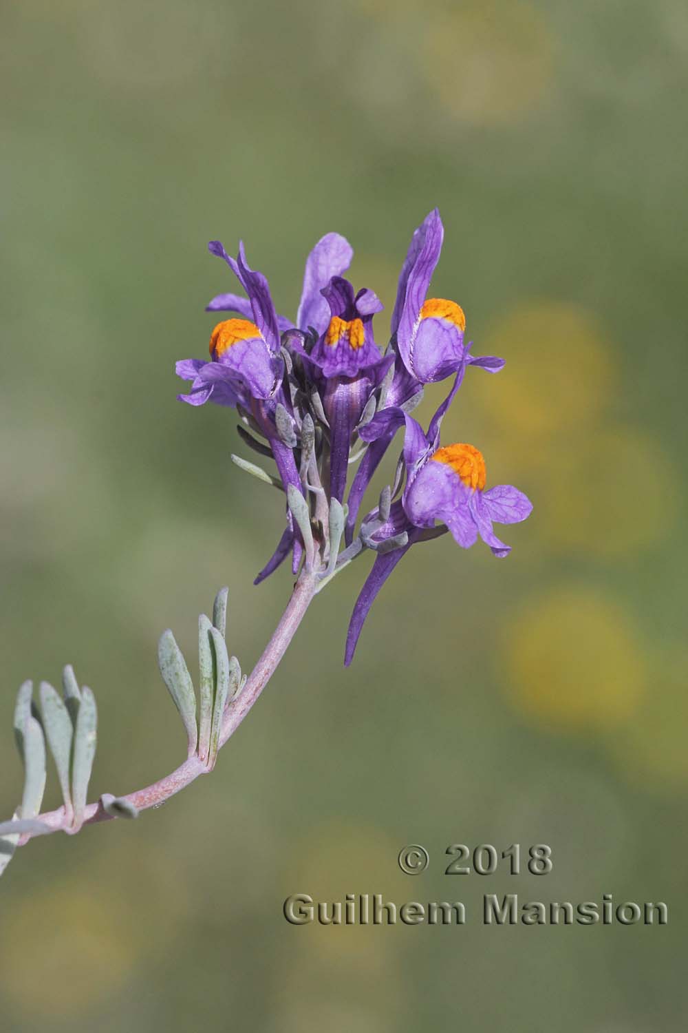 Linaria alpina