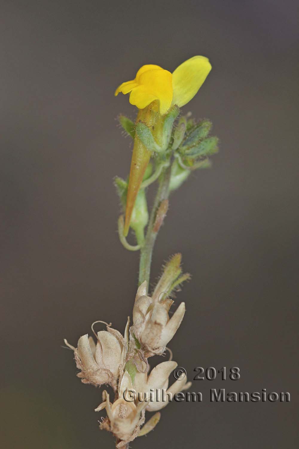 Linaria oblongifolia subsp. benitoi