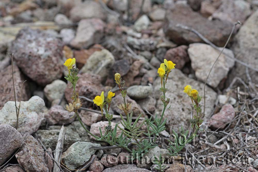 Linaria oblongifolia subsp. benitoi