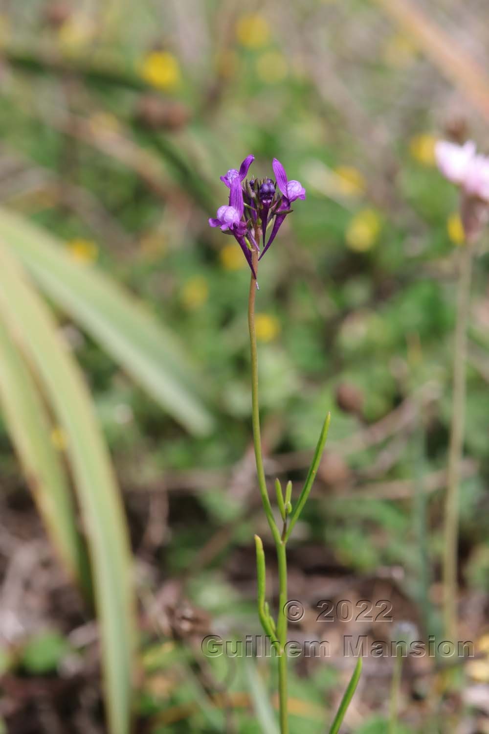 Linaria pelisseriana