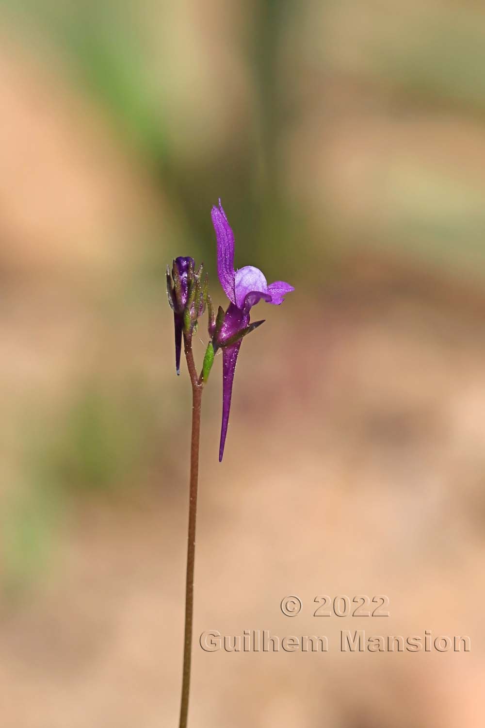 Linaria pelisseriana