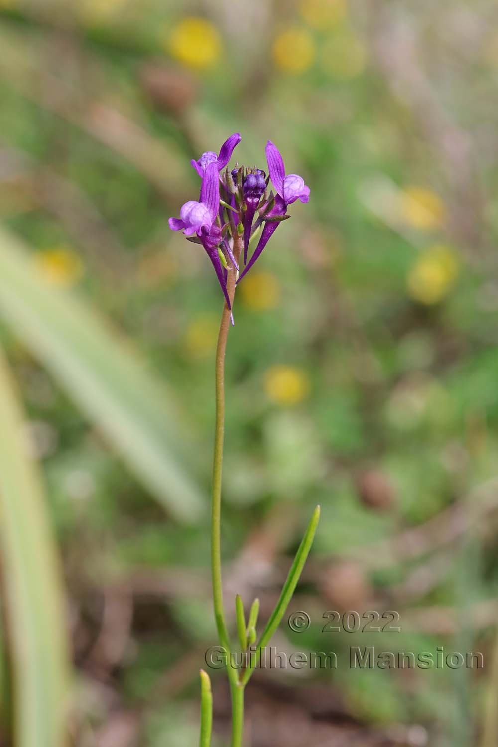 Linaria pelisseriana