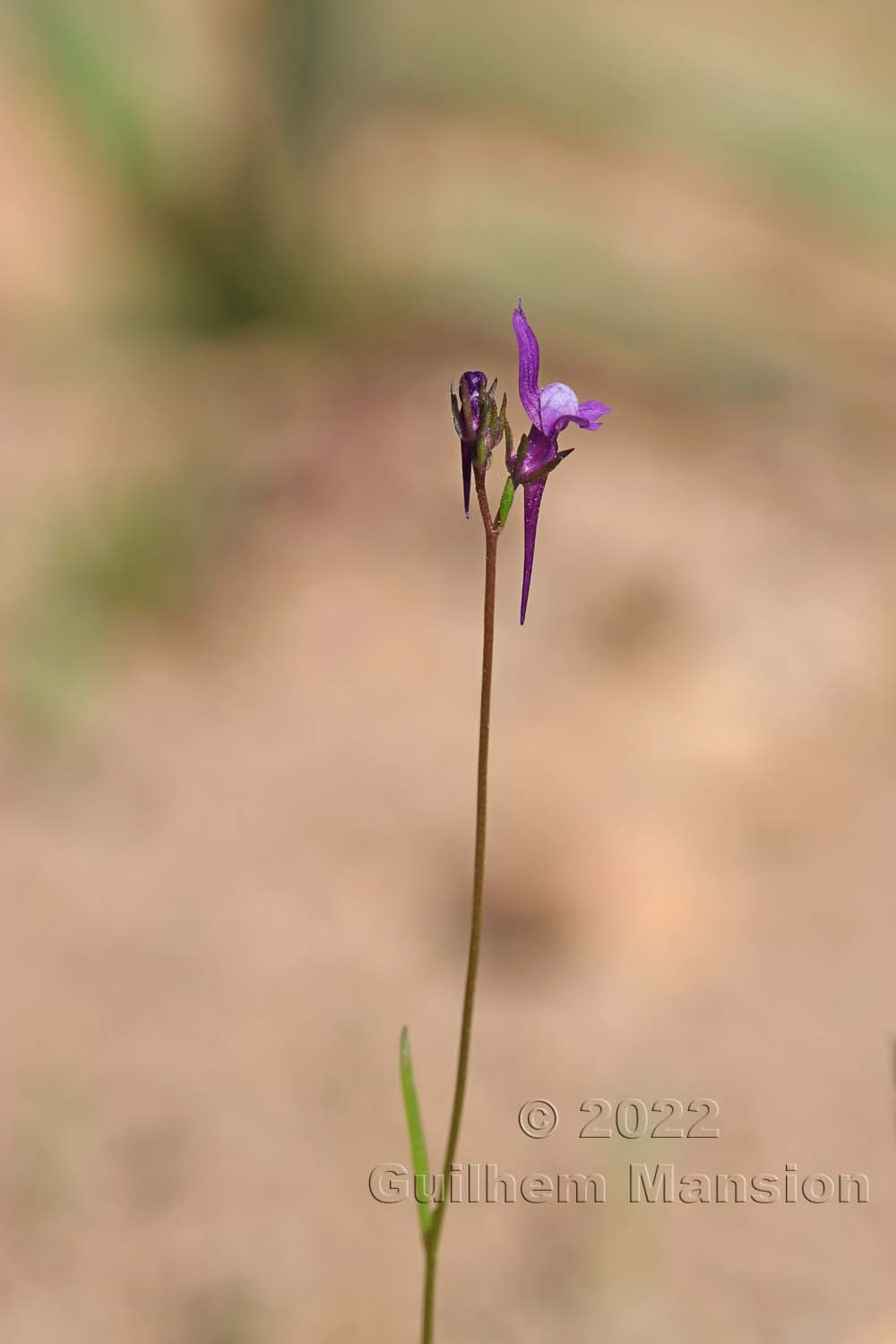 Linaria pelisseriana