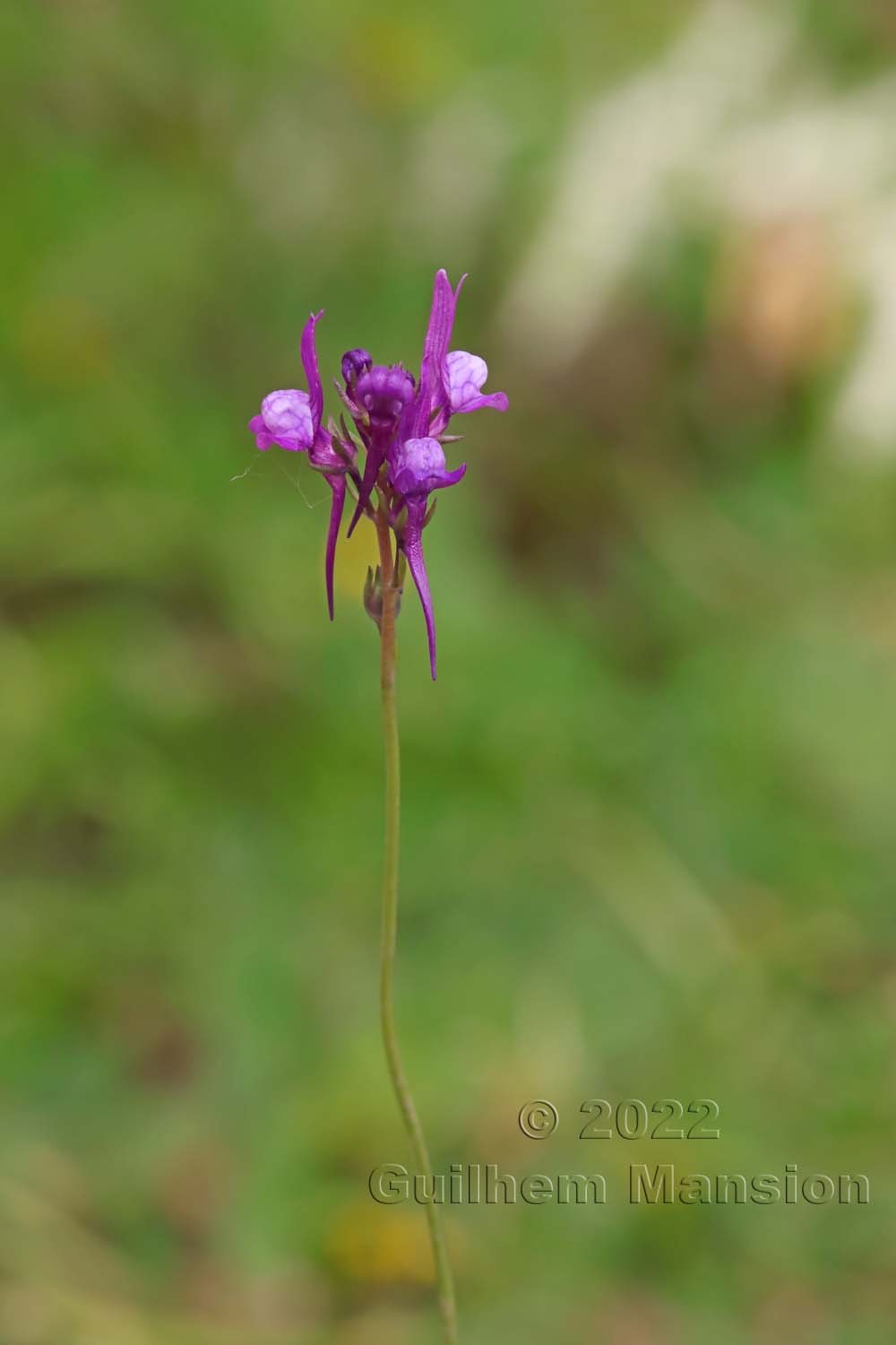 Linaria pelisseriana