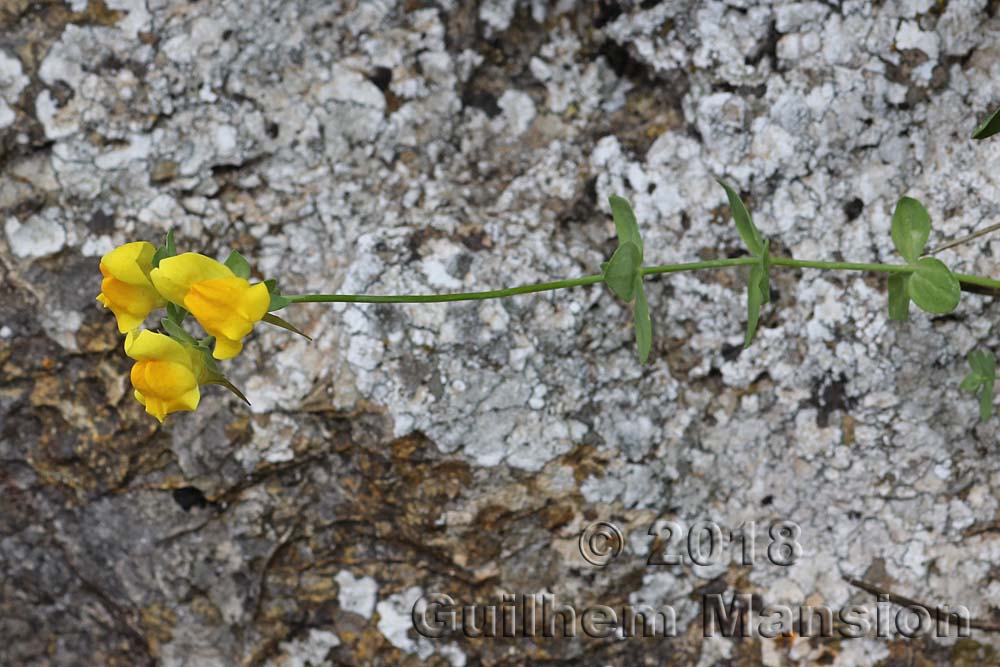 Linaria platycalyx