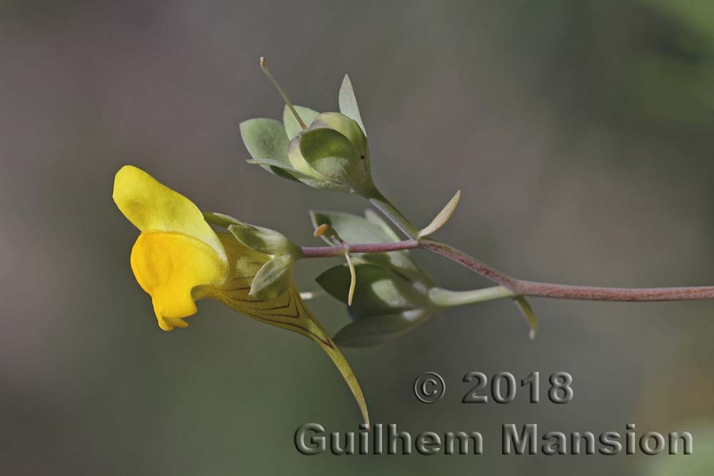 Linaria platycalyx