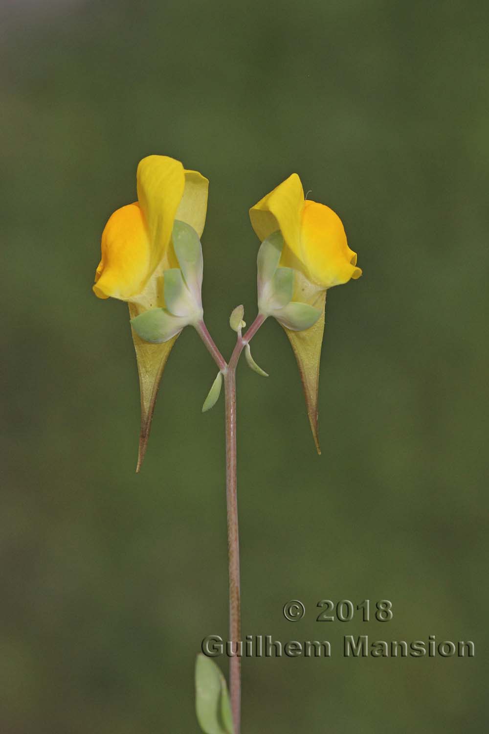 Linaria platycalyx