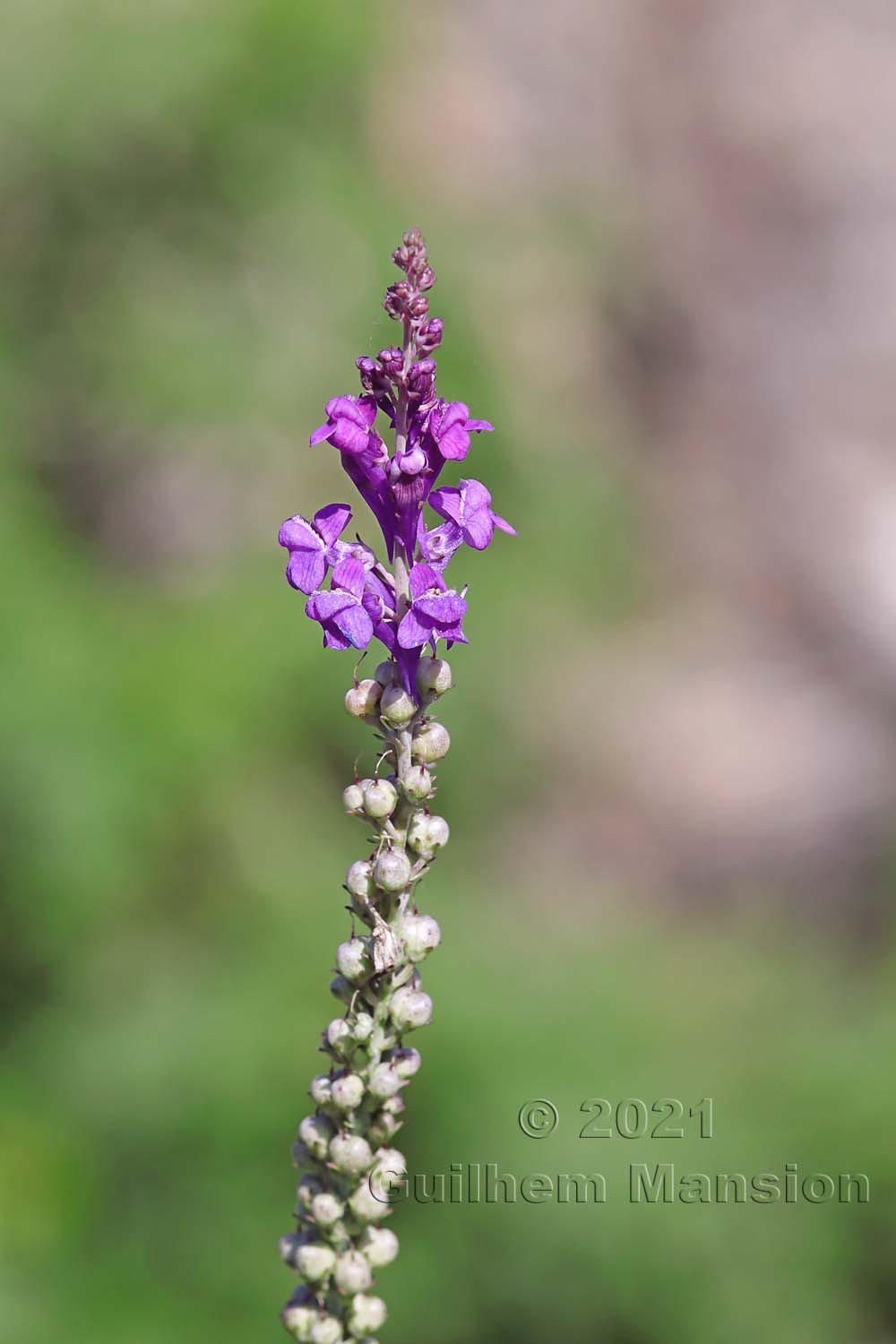 Linaria purpurea