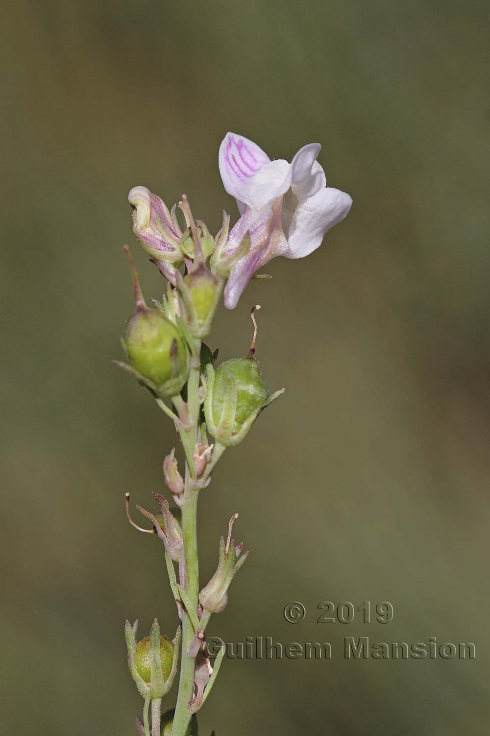 Linaria repens