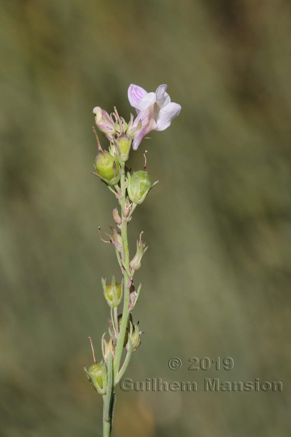 Linaria repens