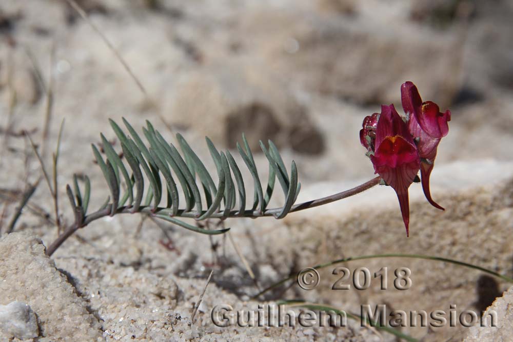 Linaria tristis