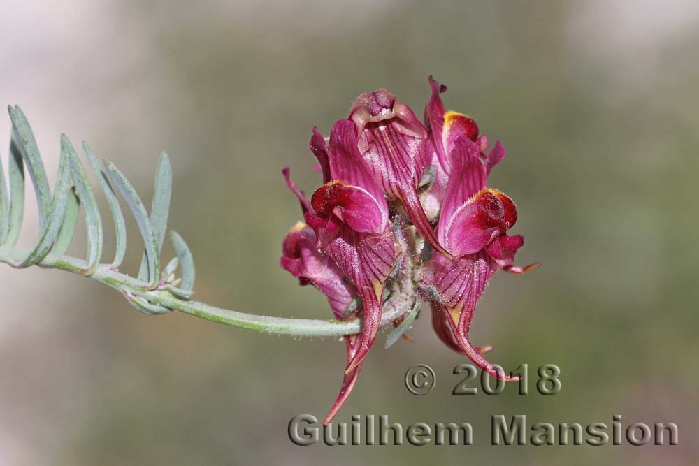 Linaria tristis