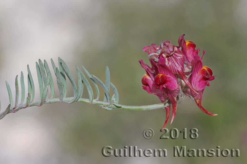 Linaria tristis