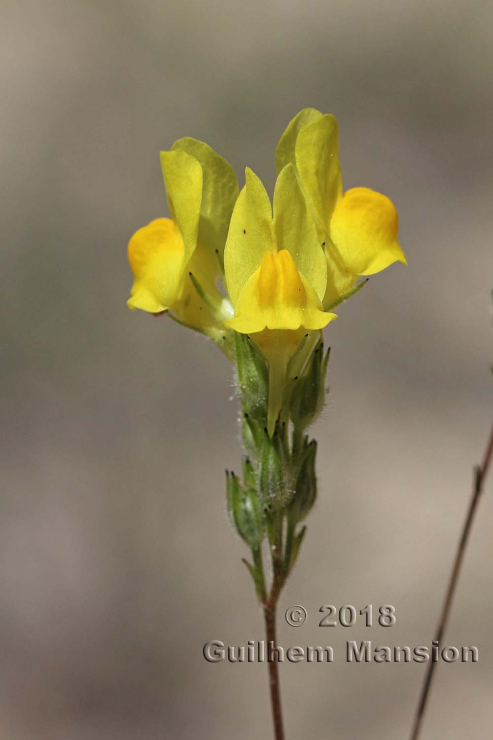 Linaria viscosa