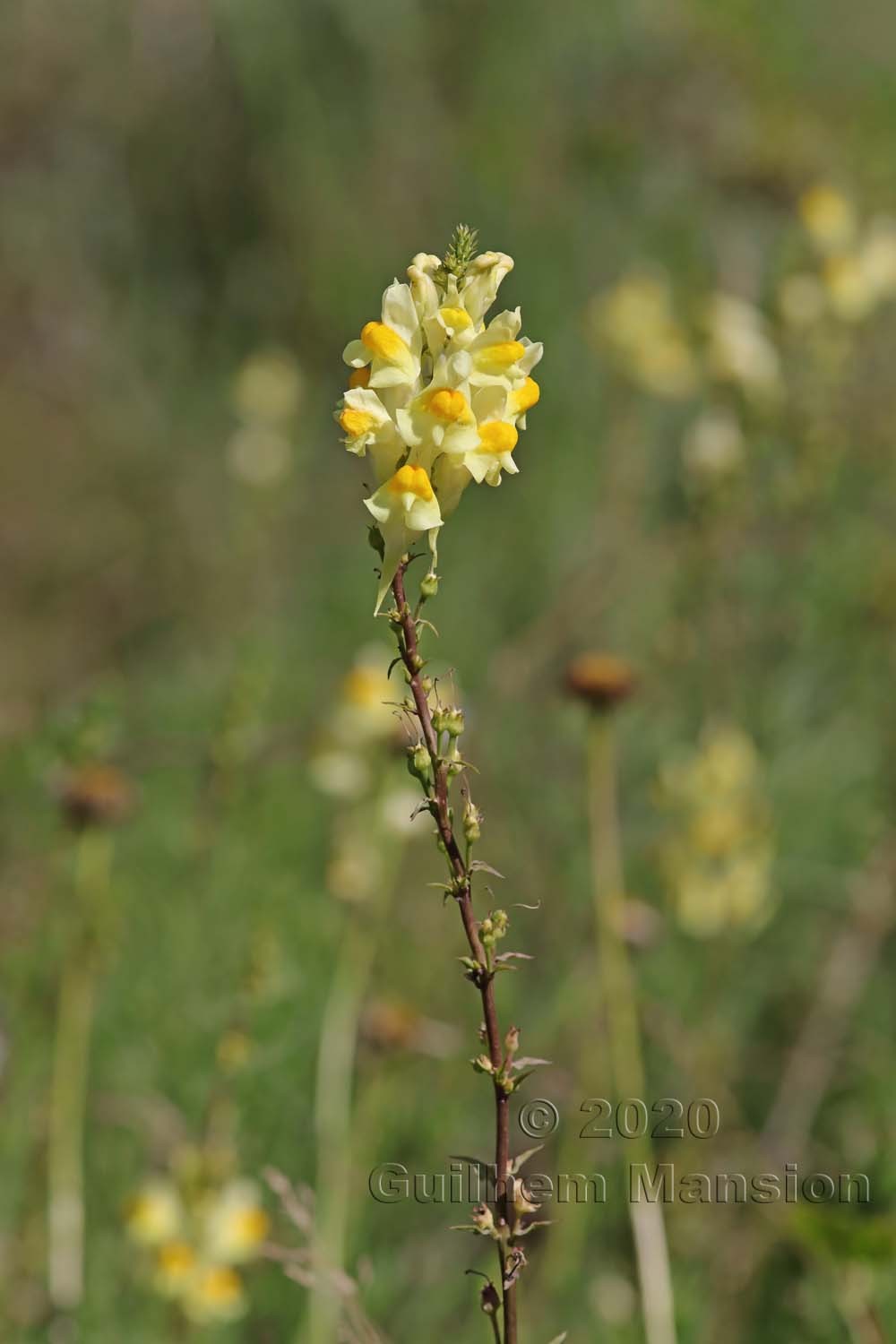 Linaria vulgaris