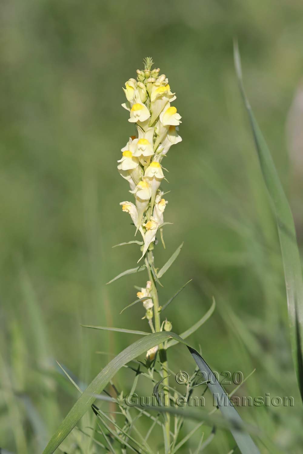 Linaria vulgaris