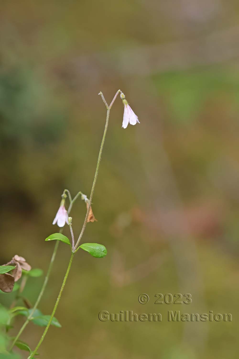 Linnaea borealis