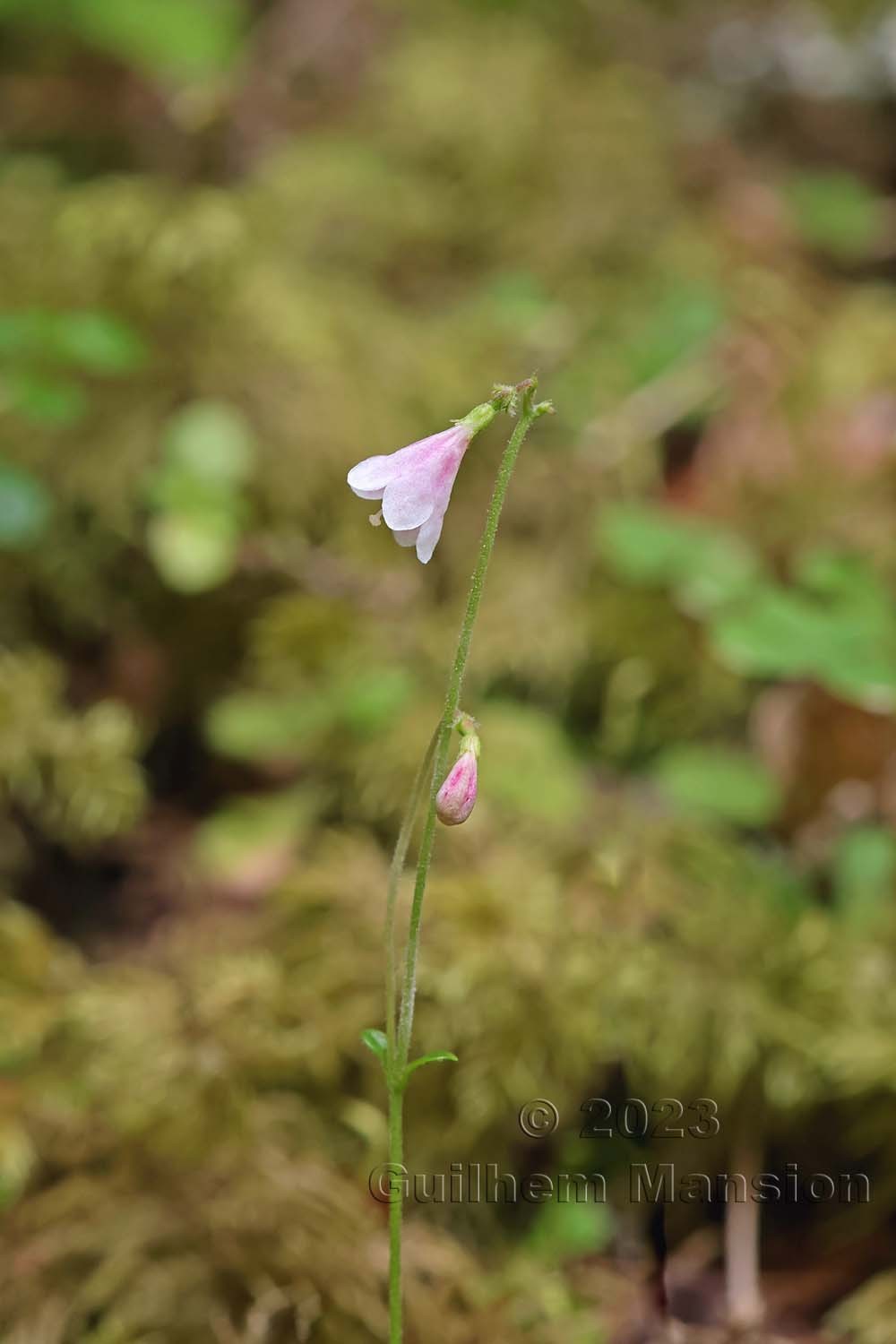 Linnaea borealis