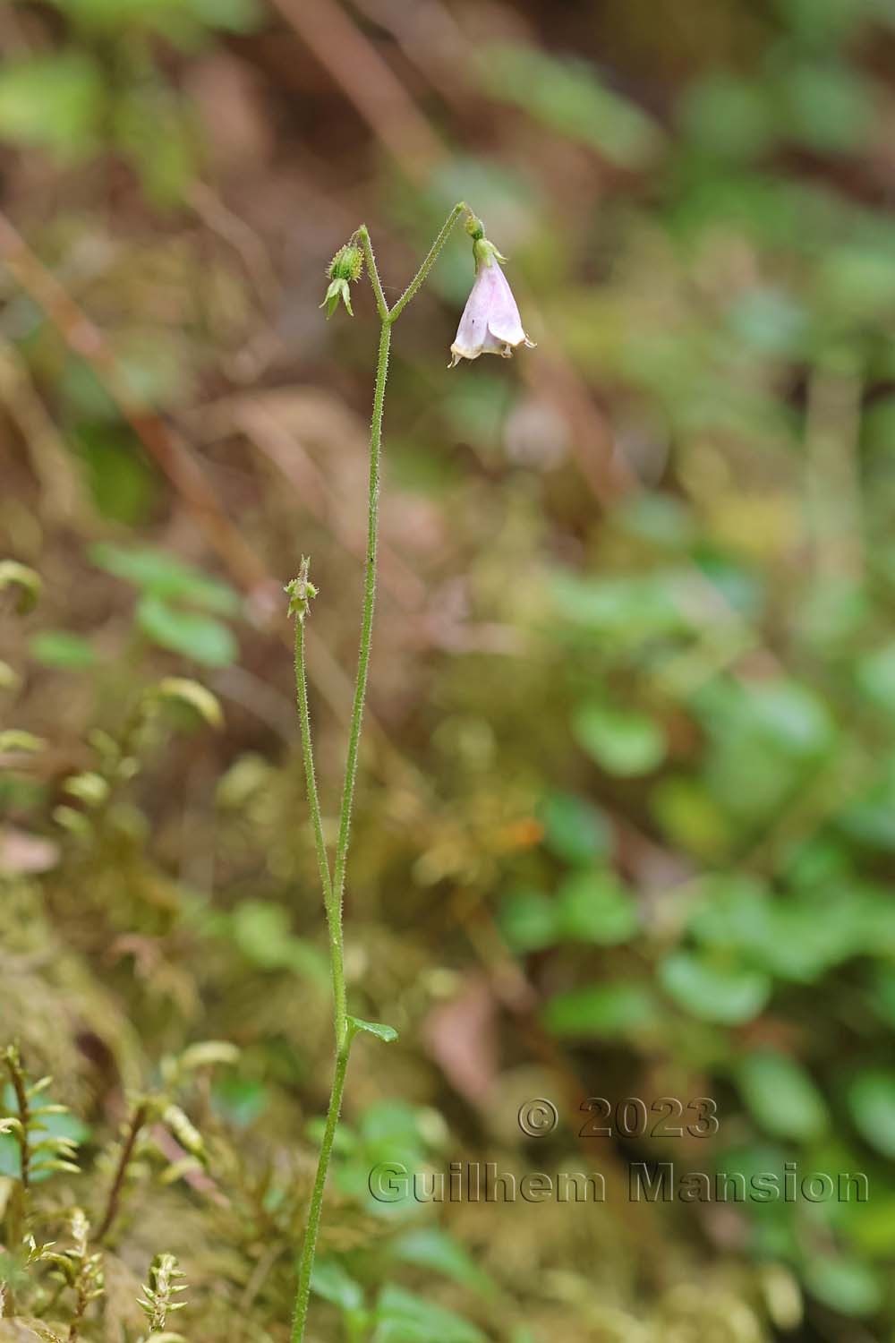 Linnaea borealis