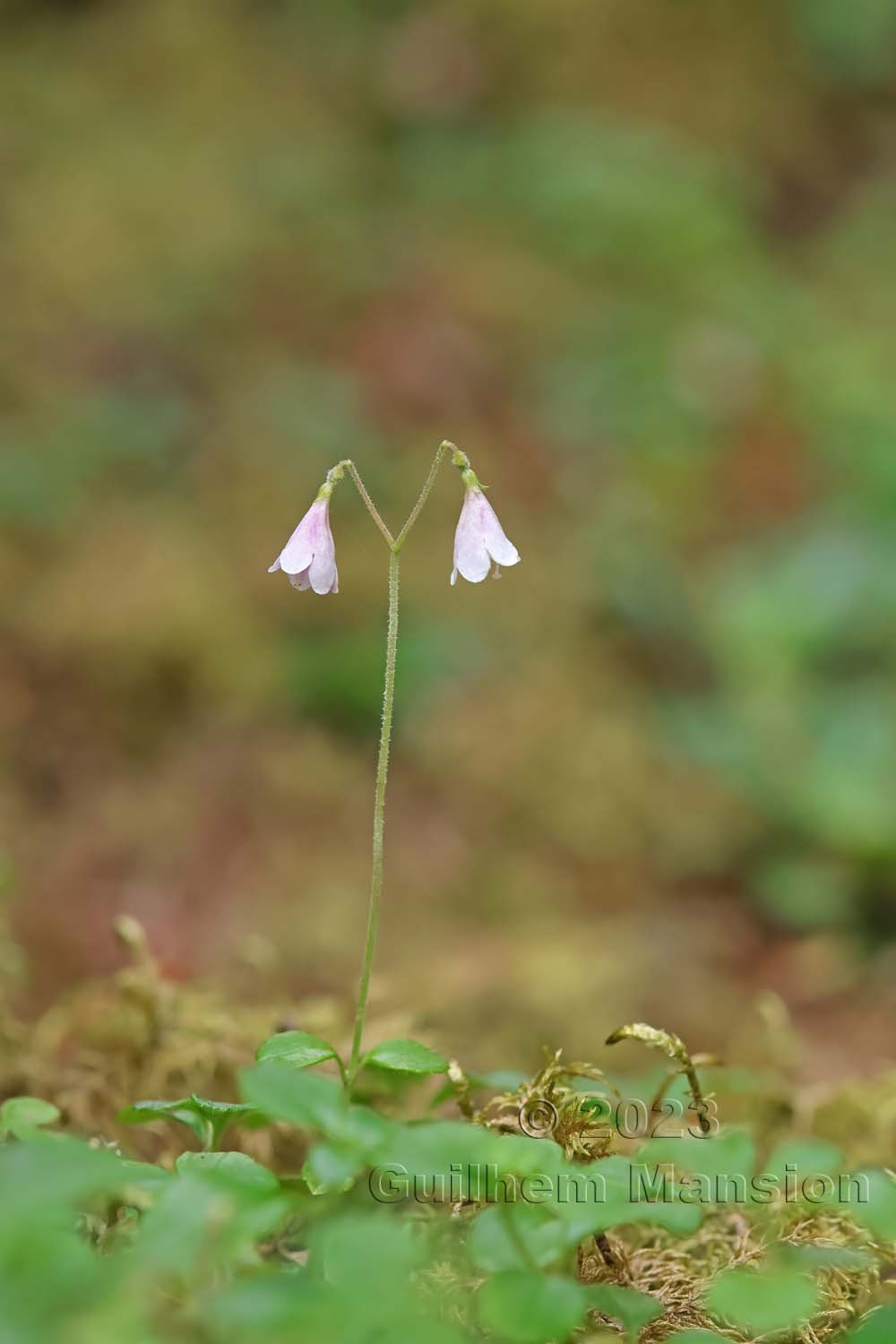 Linnaea borealis