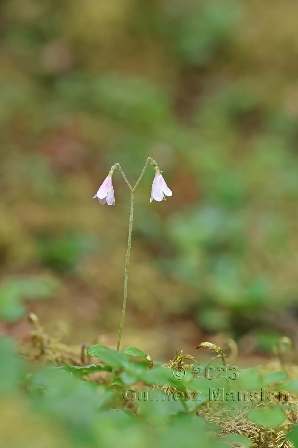 Linnaea borealis