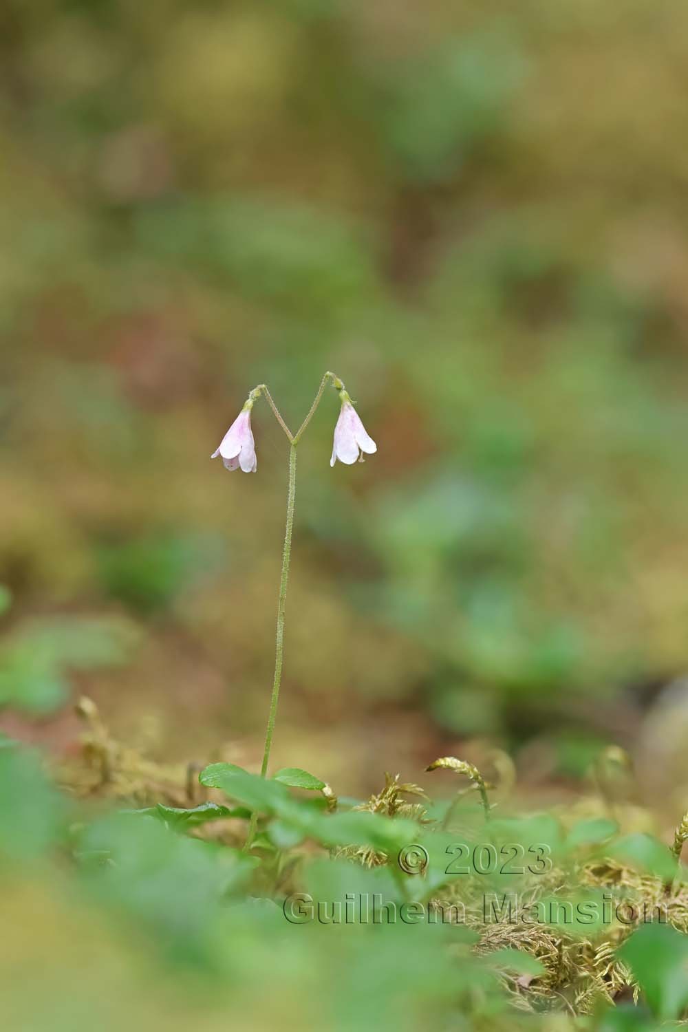 Linnaea borealis