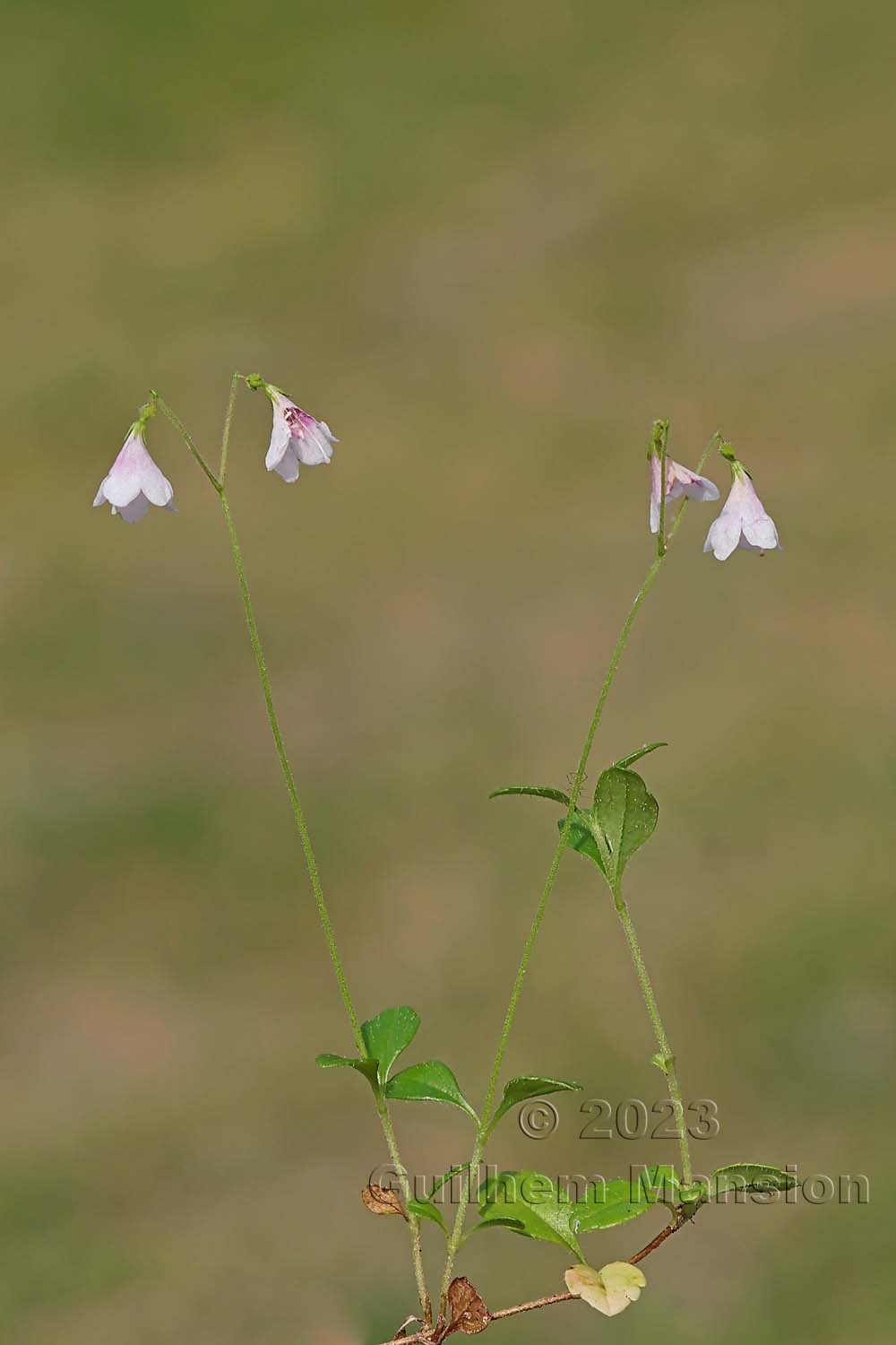 Linnaea borealis