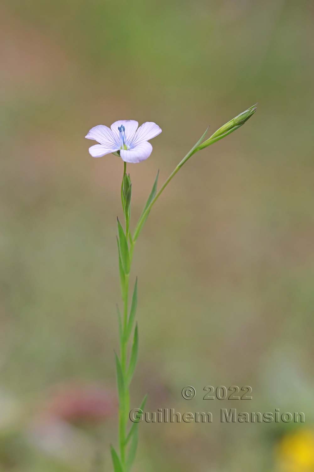 Linum usitatissimum subsp. angustifolium