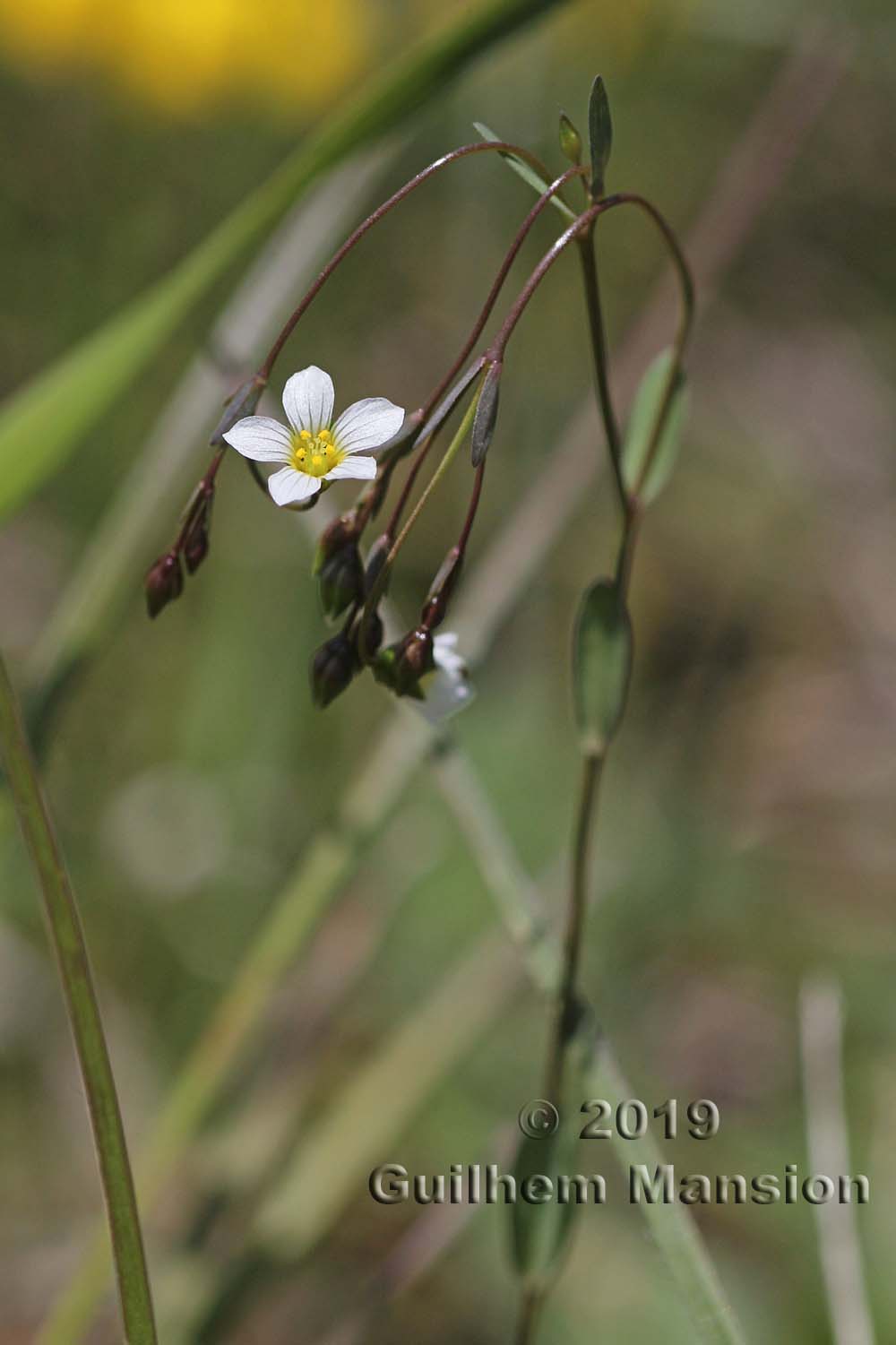 Linum catharticum