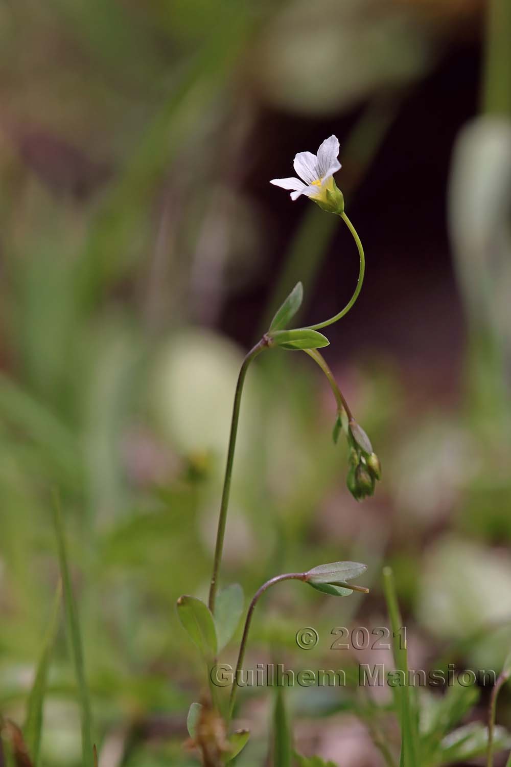 Linum catharticum