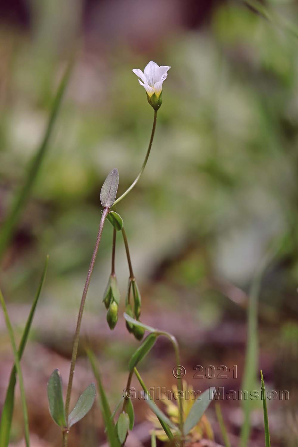 Linum catharticum