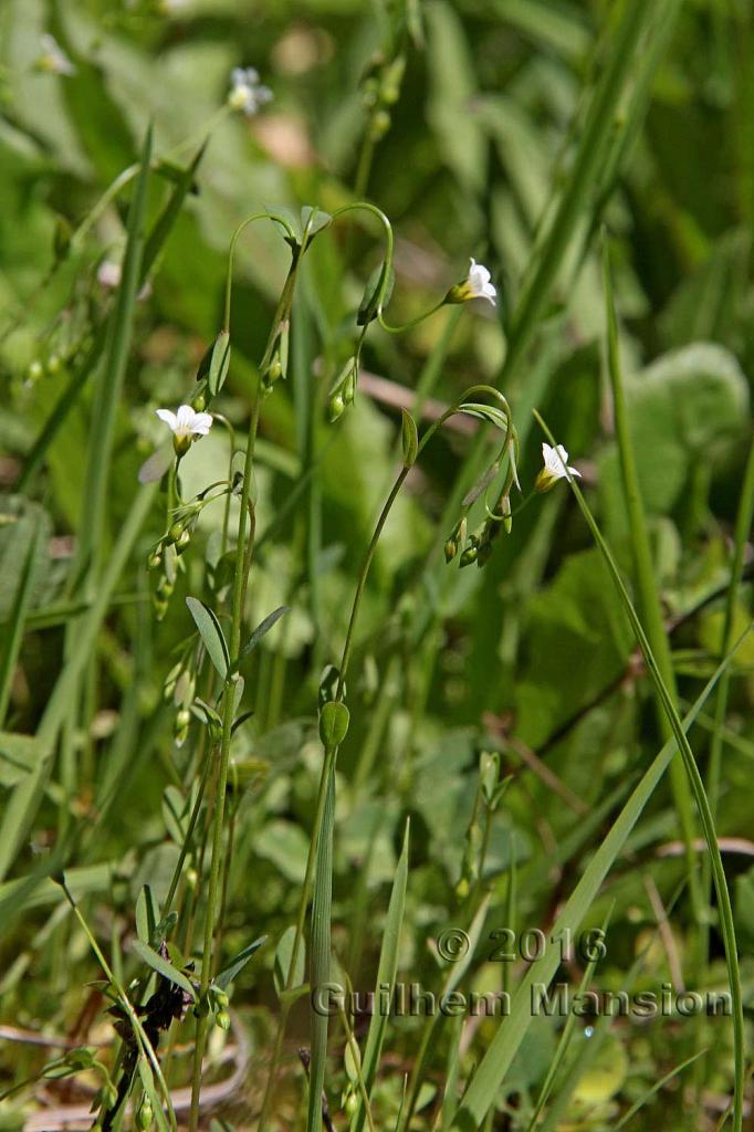 Linum catharticum