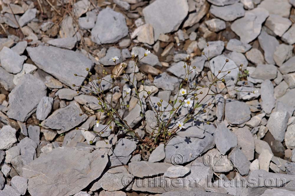 Linum catharticum