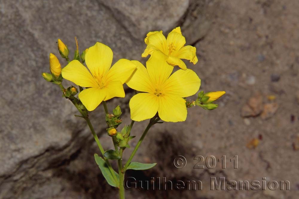 Famille - Linaceae