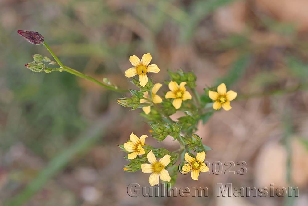 Linum strictum