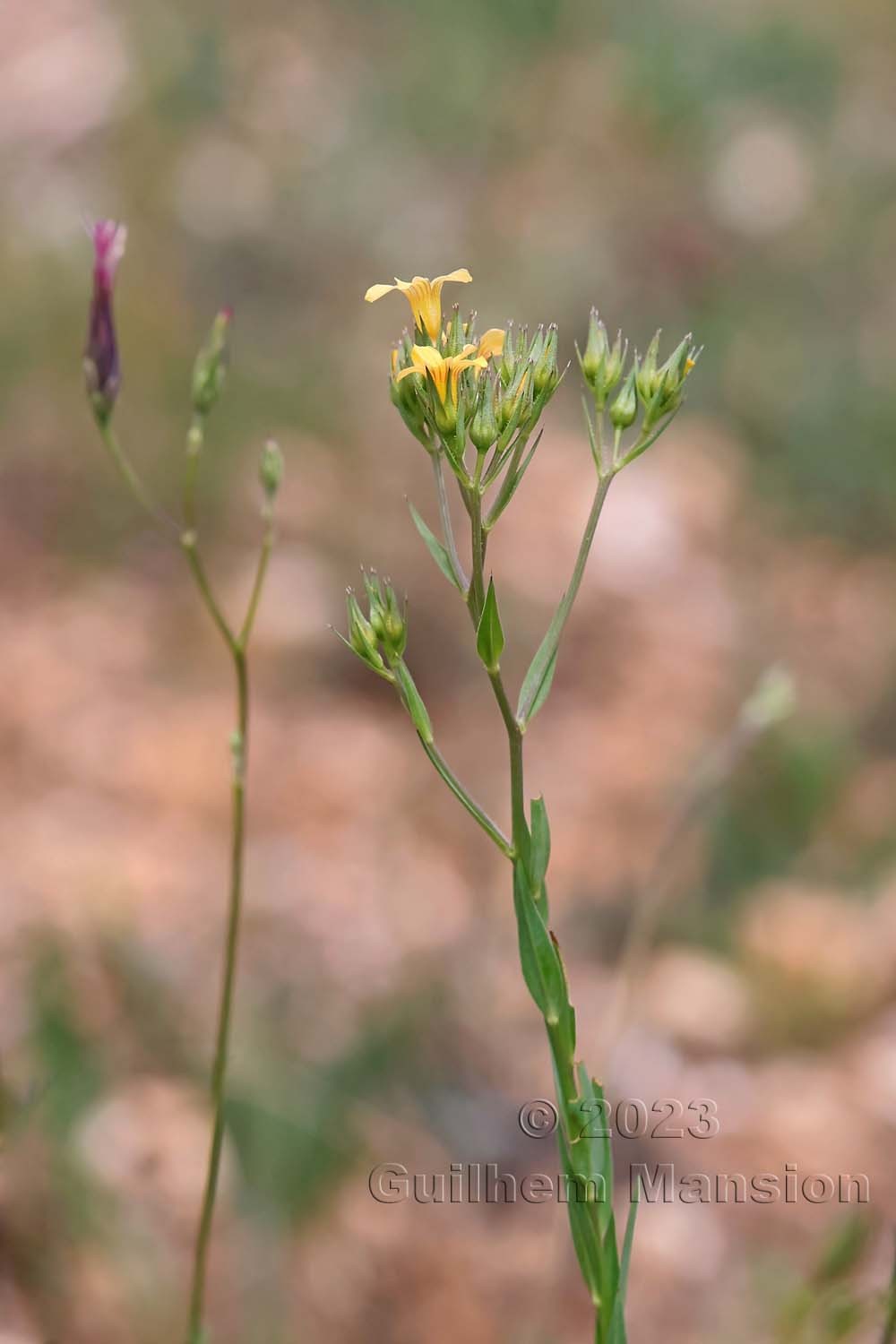 Linum strictum