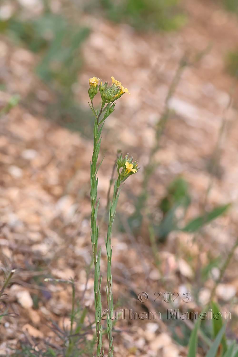 Linum strictum