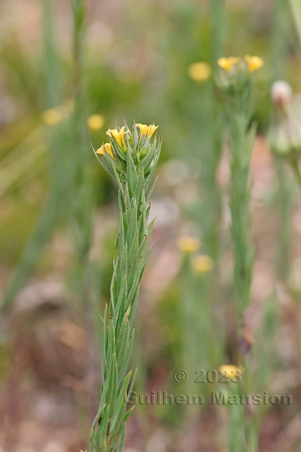 Linum strictum