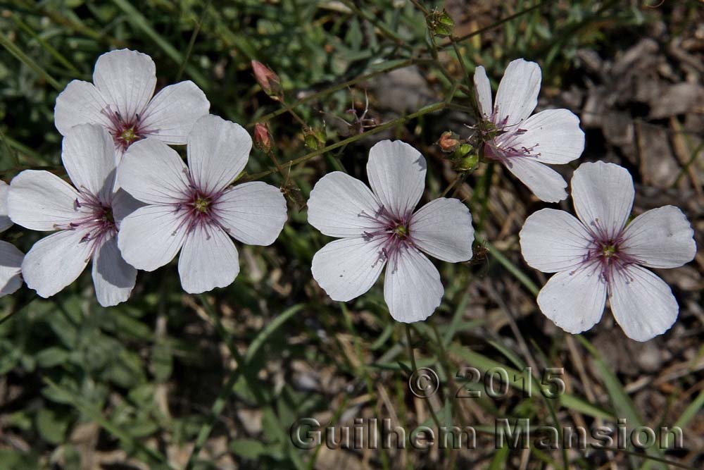 Linum tenuifolium