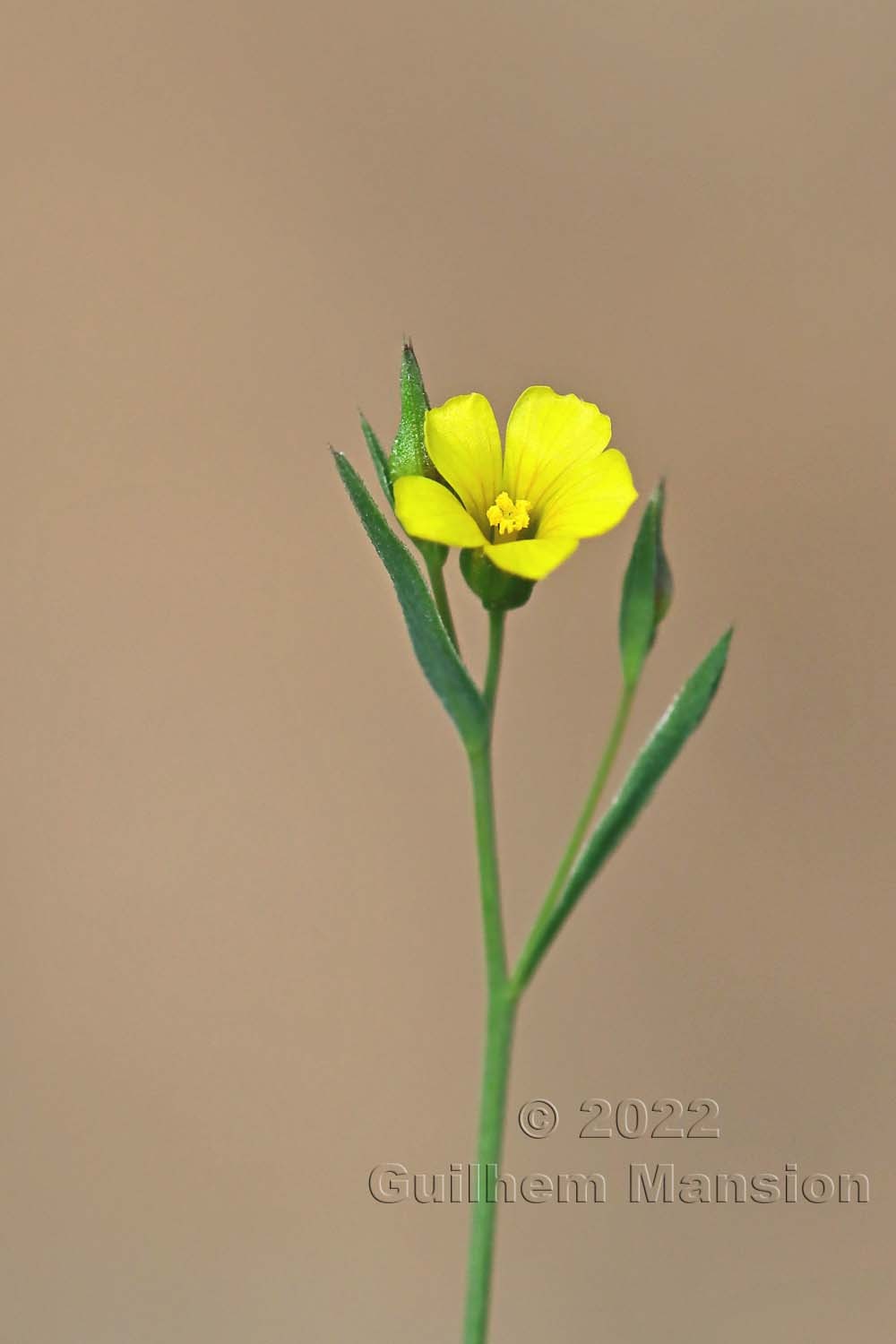 Linum trigynum