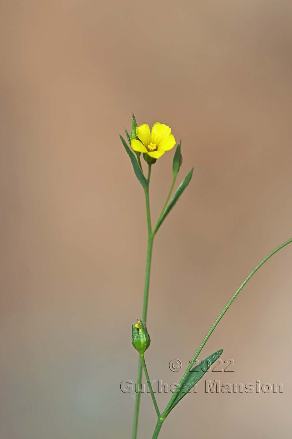 Linum trigynum