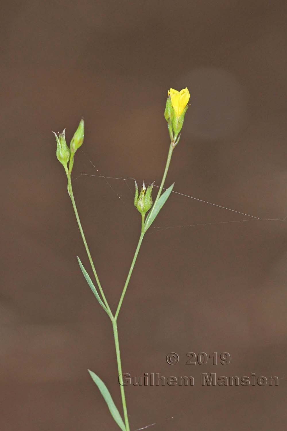 Linum trigynum