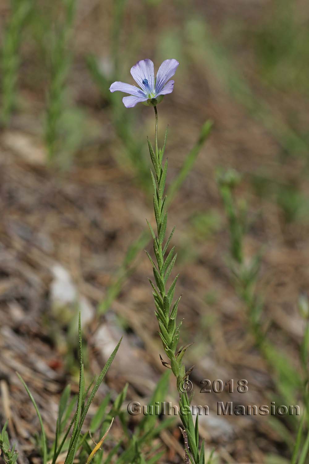 Linum usitatissimum subsp. angustifolium