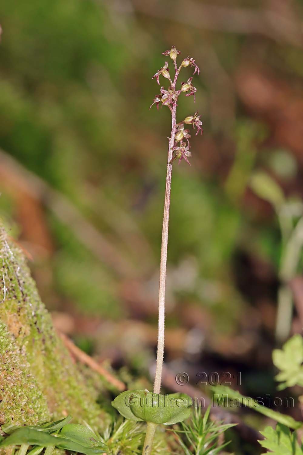 Neottia [Listera] cordata