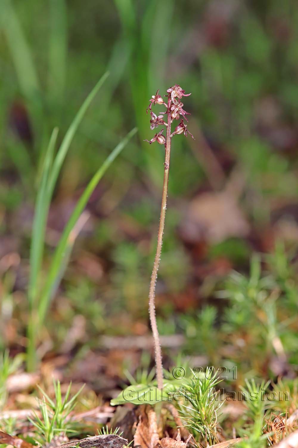 Neottia [Listera] cordata