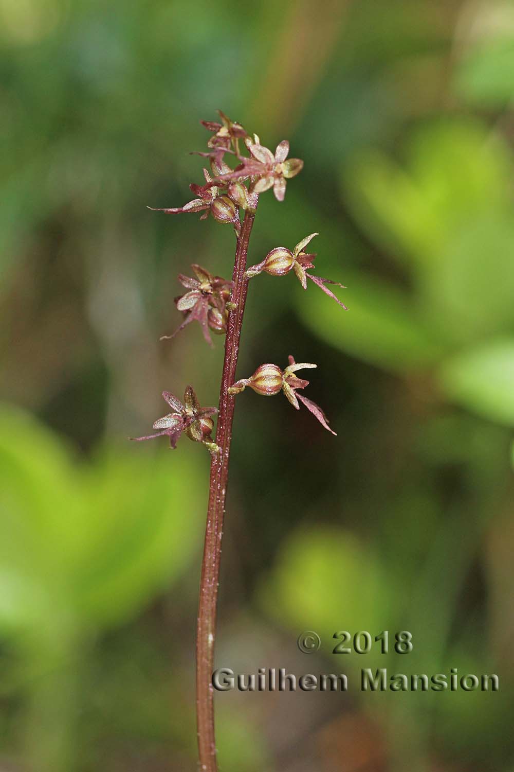 Neottia [Listera] cordata