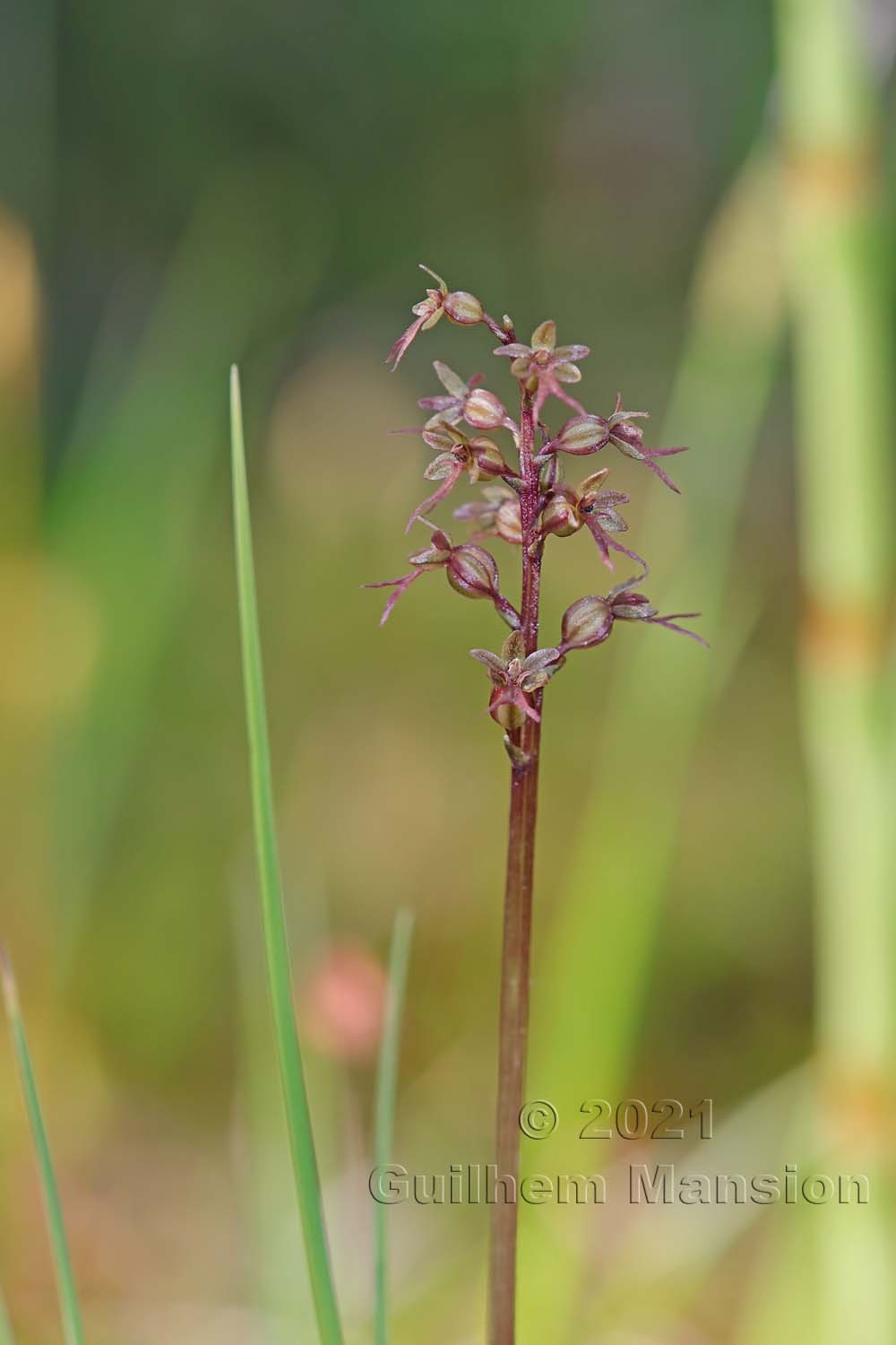 Neottia [Listera] cordata