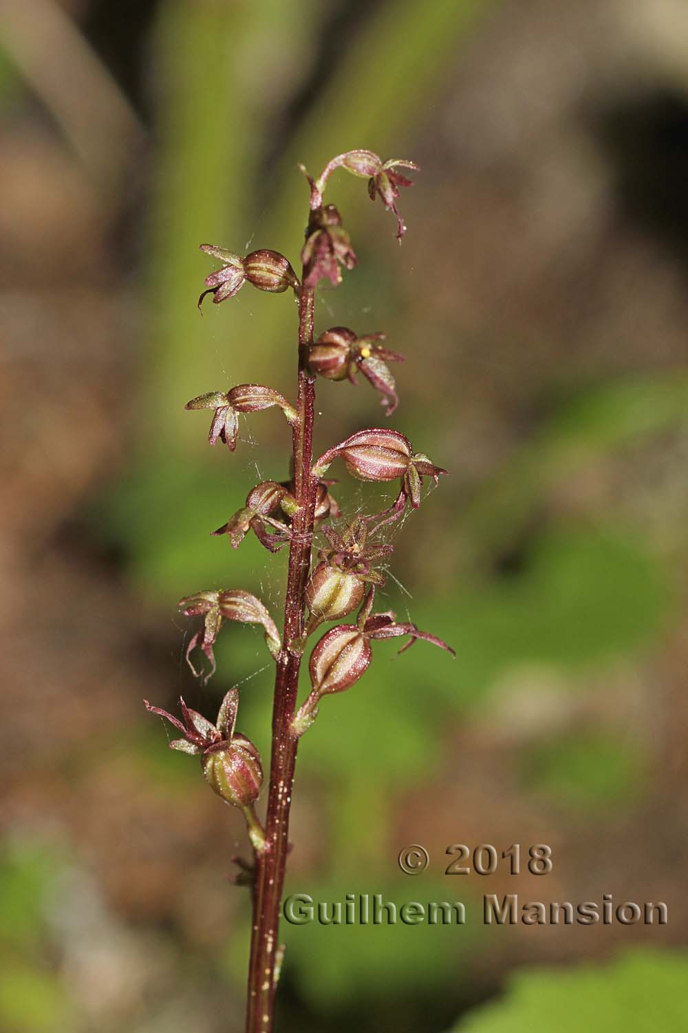 Neottia [Listera] cordata