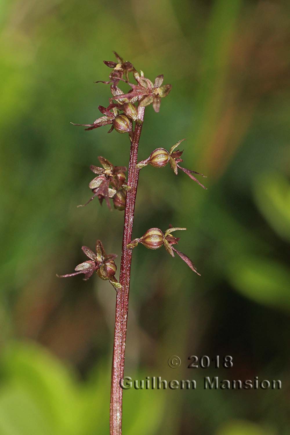 Neottia [Listera] cordata