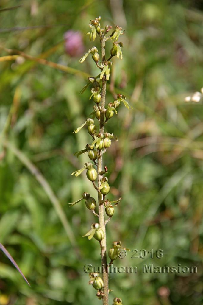 Neottia [Listera] ovata